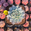 Echeveria 'Party' 2" Succulent Plant Cutting