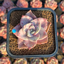 Graptopetalum 'Bainesii' Variegated 2" Succulent Plant Cutting