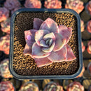 Graptopetalum 'Bainesii' Variegated 2" Succulent Plant Cutting