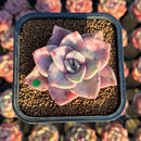 Graptopetalum 'Bainesii' Variegated 2" Succulent Plant Cutting