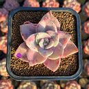 Graptopetalum 'Bainesii' Variegated 2" Succulent Plant Cutting