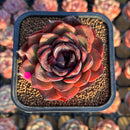 Echeveria 'Melodious' 2"-3" Succulent Plant Cutting
