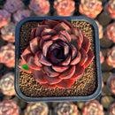 Echeveria 'Melodious' 2"-3" Succulent Plant Cutting