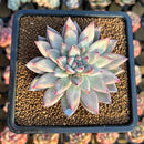 Echeveria 'Mextory' 2"-3" Air Magic Hybrid Succulent Plant Cutting