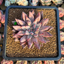 Echeveria 'Mextory' 2"-3" Air Magic Hybrid Succulent Plant Cutting