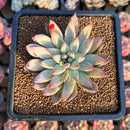 Echeveria 'Mextory' 2"-3" Air Magic Hybrid Succulent Plant Cutting