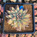 Echeveria 'Mextory' 2"-3" Air Magic Hybrid Succulent Plant Cutting