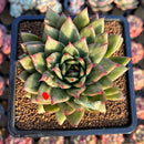 Echeveria Agavoides 'Wrinkle Maria' 2-3" Succulent Plant Cutting