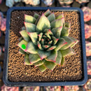 Echeveria Agavoides 'Wrinkle Maria' 2-3" Succulent Plant Cutting