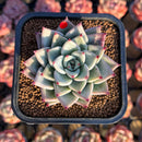 Echeveria 'Red Chihiro' 2" Air Magic Seed-Grown Hybrid Succulent Plant Cutting