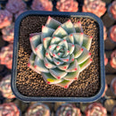 Echeveria 'Red Chihiro' 2" Air Magic Seed-Grown Hybrid Succulent Plant Cutting