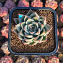 Echeveria 'Red Chihiro' 2" Air Magic Seed-Grown Hybrid Succulent Plant Cutting