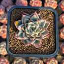 Echeveria 'Red Chihiro' 2" Air Magic Seed-Grown Hybrid Succulent Plant Cutting
