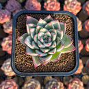 Echeveria 'Red Chihiro' 2" Air Magic Seed-Grown Hybrid Succulent Plant Cutting
