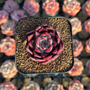 Echeveria Agavoides 'Red Crown' 1"-2" Succulent Plant Cutting