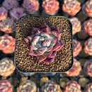 Echeveria Agavoides 'Red Crown' 1"-2" Succulent Plant Cutting