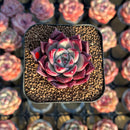 Echeveria Agavoides 'Red Crown' 1"-2" Succulent Plant Cutting