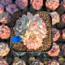 Echeveria 'My Heart' 2" Succulent Plant Cutting