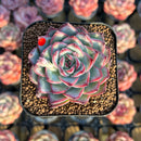 Echeveria 'Soul Heart' 2" Air Magic Hybrid Succulent Plant Cutting