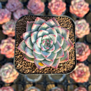 Echeveria 'Soul Heart' 2" Air Magic Hybrid Succulent Plant Cutting