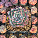 Echeveria 'Soul Heart' 2" Air Magic Hybrid Succulent Plant Cutting