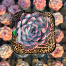 Echeveria 'Soul Heart' 2" Air Magic Hybrid Succulent Plant Cutting
