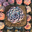 Echeveria 'Soul Heart' 2" Air Magic Hybrid Succulent Plant Cutting