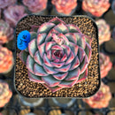 Echeveria 'Soul Heart' 2" Air Magic Hybrid Succulent Plant Cutting