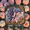 Echeveria 'Soul Heart' 2" Air Magic Hybrid Succulent Plant Cutting