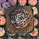 Echeveria 'Shani' 1"-2" Air Magic Seed-Grown Hybrid Succulent Plant Cutting