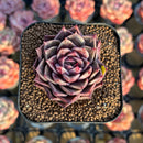 Echeveria 'Shani' 1"-2" Air Magic Seed-Grown Hybrid Succulent Plant Cutting