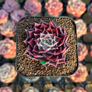 Echeveria 'Shani' 1"-2" Air Magic Seed-Grown Hybrid Succulent Plant Cutting