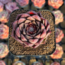 Echeveria 'Shani' 1"-2" Air Magic Seed-Grown Hybrid Succulent Plant Cutting