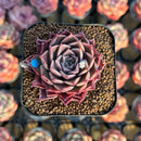 Echeveria 'Shani' 1"-2" Air Magic Seed-Grown Hybrid Succulent Plant Cutting