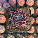 Echeveria 'Shani' 1"-2" Air Magic Seed-Grown Hybrid Succulent Plant Cutting