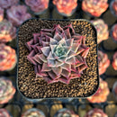Echeveria 'Shani' 1"-2" Air Magic Seed-Grown Hybrid Succulent Plant Cutting