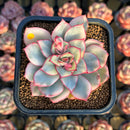 Echeveria 'Esther' Variegated 2" Succulent Plant Cutting