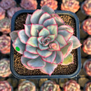 Echeveria 'Esther' Variegated 2" Succulent Plant Cutting