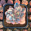 Echeveria 'Esther' Variegated 2" Succulent Plant Cutting