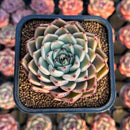 Echeveria ‘Primavera’ 2" Succulent Plant Cutting