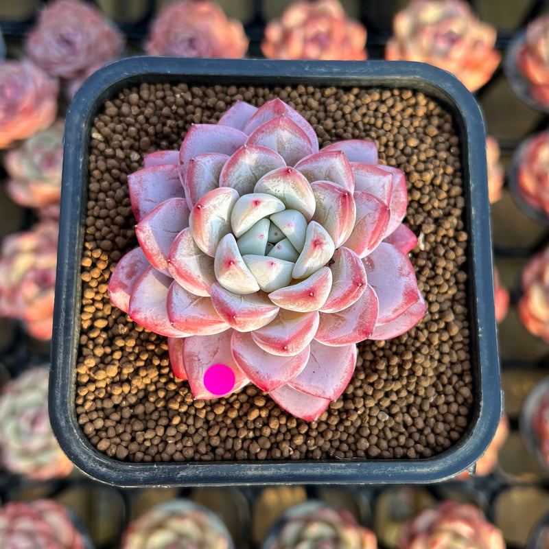 echeveria classic french trnusers サイズ2 Echeveria 'Tiramisu' 2