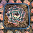 Echeveria 'Liverpool' 2" New Hybrid Succulent Plant Cutting