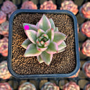 Echeveria Agavoides 'Elkhorn' Variegated 2" Succulent Plant Cutting