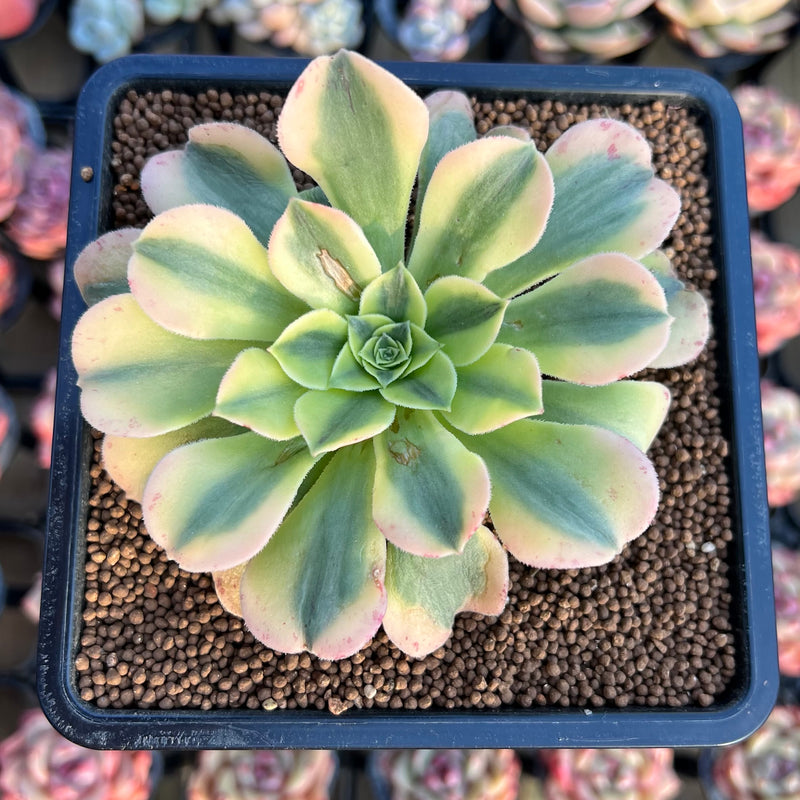 gold succulent plant Aeonium 'Gold Emerald' 3" Succulent Plant Cutting