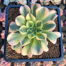 Aeonium 'Gold Emerald' 3" Succulent Plant Cutting