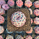 Echeveria 'Pumpkin' 1" Succulent Plant Cutting
