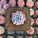 Echeveria 'Pink Zaragoza' 1" Succulent Plant Cutting