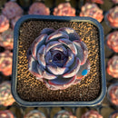 Echeveria 'Dark Opal' 2" Succulent Plant Cutting