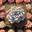 Echeveria 'Munri' 2" Air Magic Hybrid Succulent Plant Cutting
