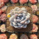 Echeveria 'Munri' 2" Air Magic Hybrid Succulent Plant Cutting